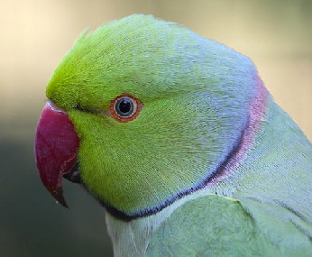 Psittacula krameri