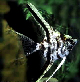 Pterophyllum_scalare__Marbled_
