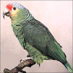 Red-lored_Amazon