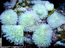 Rhodactis_rhodostoma