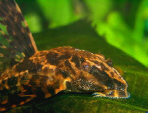 Rineloricaria_lanceolata