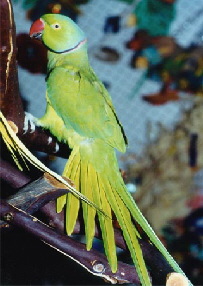 Ring-necked_Parakeet_-_Green_kk