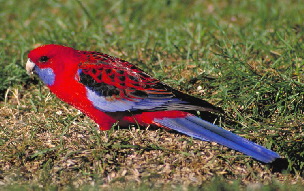 Rosella_Crimson2jpg02