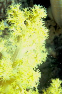 SOFT_20CORAL_20TREE__20CAPNELLA