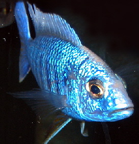 Sciaenochromis_ahli