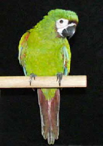SevereMacaw