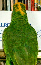 Silja_med_flottan_hnakka