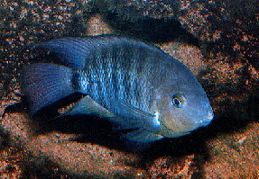 Spilurum
