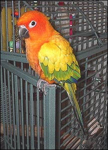 Sun_Conure02