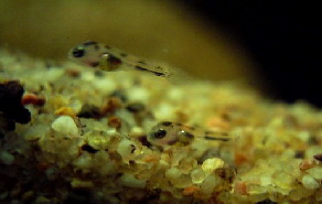 Thorichthys-ellioti fry