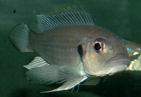 Triglachromis otostigma (Burundi)