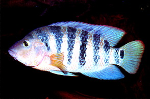Uropthalmus