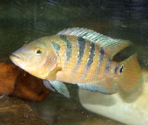 Uropthalmus1