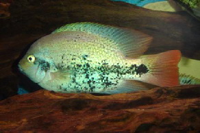 Veija guttulata male
