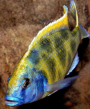Venustus