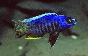 Verduyne Deep Blue �Kirondo�