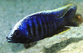 Verduyne Deep Blue �Kirondo�1