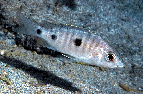 Verduyne Deep Blue �Kirondo�2