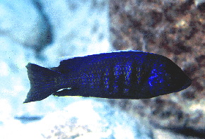 Verduyne Deep Blue �Lundo�