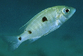 Verduyne Deep Blue �Lundo�1