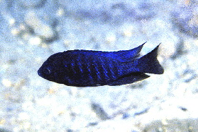 Verduyne Deep Blue �Lundo�2