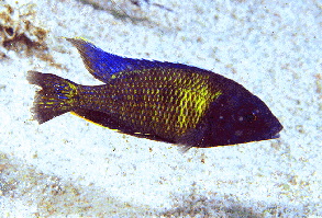 Verduyne Deep Blue �Mbamba Bay�