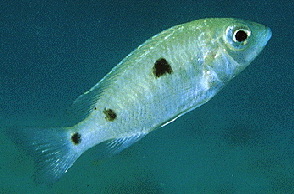 Verduyne Deep Blue �Mbamba Bay�1