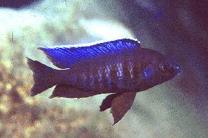 Verduyne Deep Blue �Puulu�