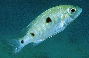 Verduyne Deep Blue �Puulu�1