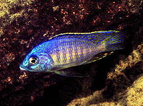 Verduyne Northern (Lumbira)