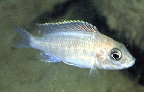 Verduyne Northern (Lumbira)1