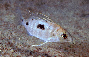 Verduyne Northern (Mbamba)1