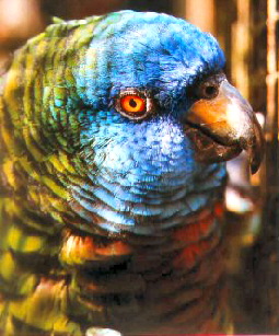 Versicolor1