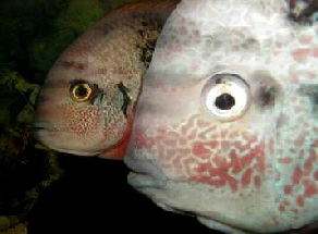 Vieja fenestrata