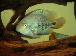 Vieja guttulata female