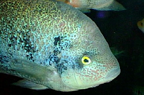 Vieja guttulatum