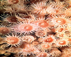 YELLOW_20ZOANTHID