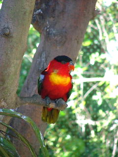 Yellow-bibbed Lory
