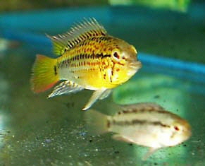 a_Apistogramma_guttata2