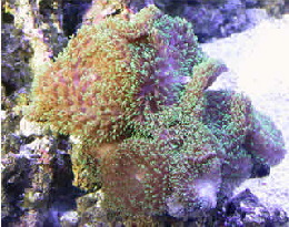 actinodiscus1