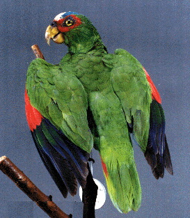 albifrons1