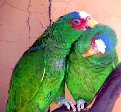albifrons2