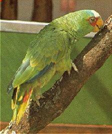 amazona_albifrons_albifrons