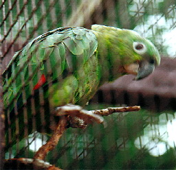 amazona_farinosa_inornata_1