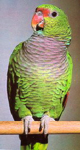 amazona_vinacea