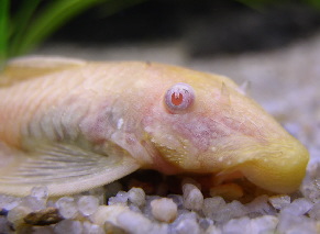 ancistrus_dolichopterus goldjpg