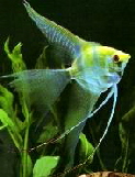 angelfish