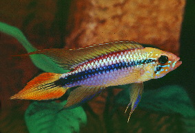 apisto-agassizi