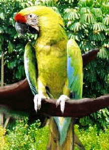 ara-ambigua