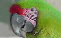 ara_ambigua